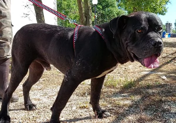 cane corso 