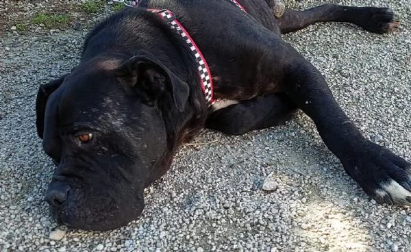 cane corso  | Foto 0
