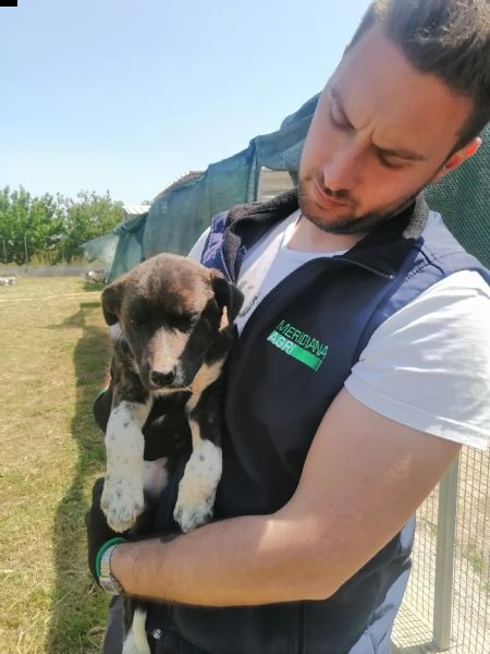 ginger in adozione  | Foto 1