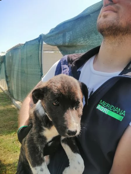 ginger in adozione  | Foto 0