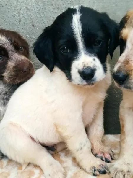 cucciolo incrocio springle spaniel