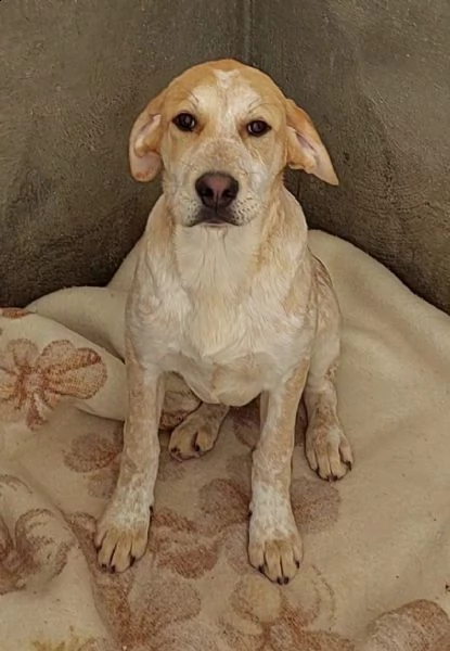 cucciolo in adozione dalla puglia 