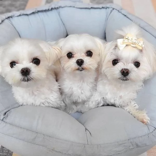 bellissimi cuccioli di maltese bianco