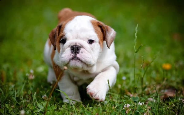 splendidi cuccioli di bulldog inglese kc excellent home breeds maschi e femmine in cerca di una casa