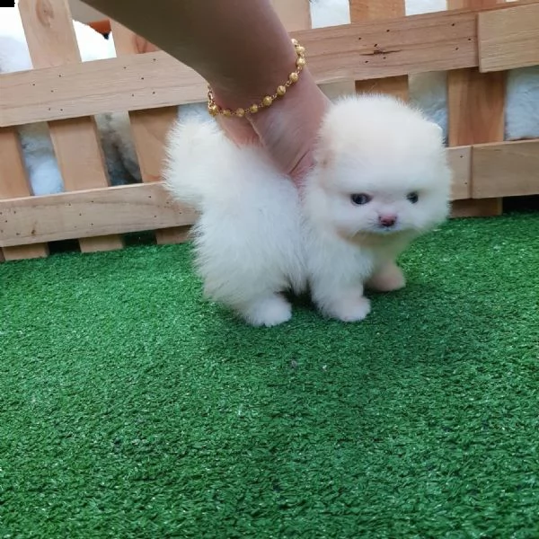 regalo  volpino pomerania mini toy  | Foto 0