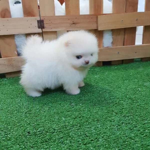 regalo  volpino pomerania mini toy 