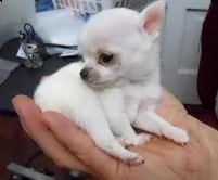 bellissimi cuccioli di chihuahua per rehoming | Foto 1