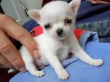 bellissimi cuccioli di chihuahua per rehoming | Foto 0