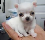 bellissimi cuccioli di chihuahua per rehoming
