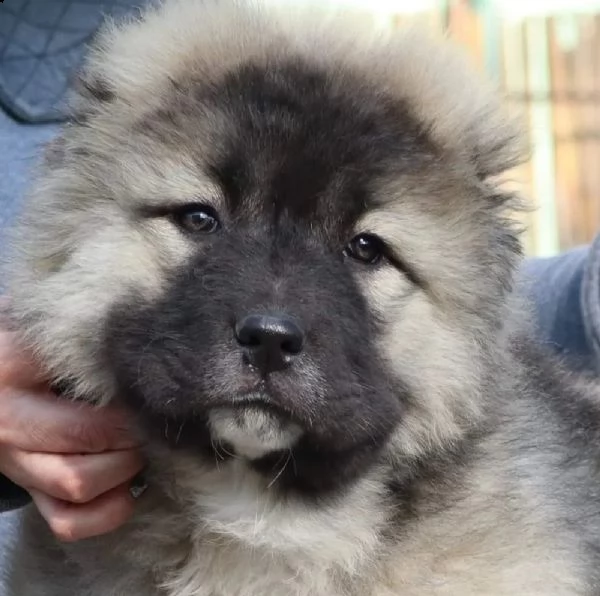 pastore caucasico bellissimi cuccioli | Foto 4