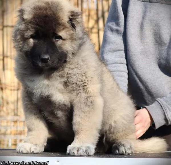 pastore caucasico bellissimi cuccioli | Foto 1