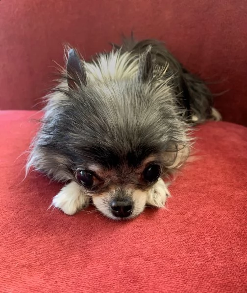 cucciolo di chihuahua piccolo e sano pronto venerdì