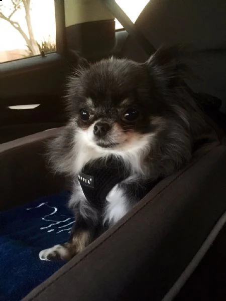 cucciolo di chihuahua piccolo e sano pronto venerdì | Foto 1