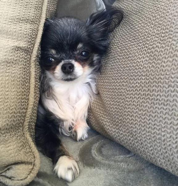 cucciolo di chihuahua piccolo e sano pronto venerdì | Foto 0