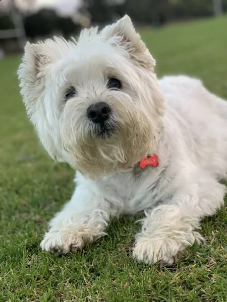 splendido cucciolo di maltese