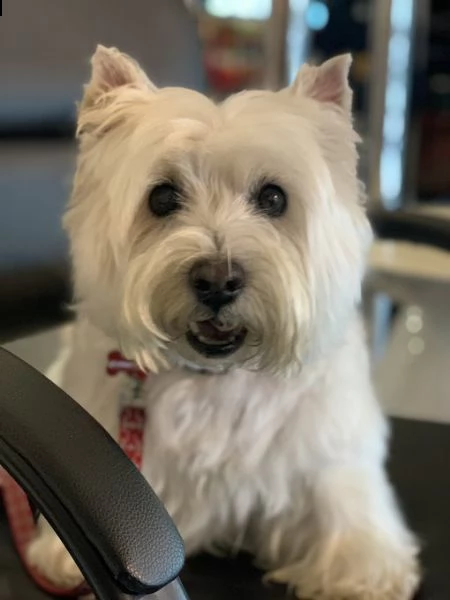 splendido cucciolo di maltese | Foto 1