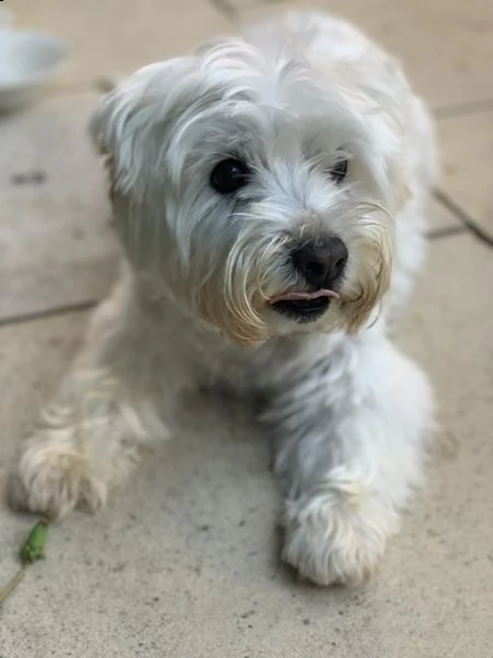 splendido cucciolo di maltese | Foto 0