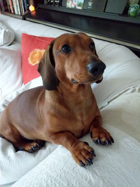 cucciolo di bassotto addestrato al vasino di alta qualità e registrato.