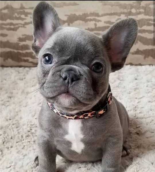 regalo bouledogue francese disponibile.. 