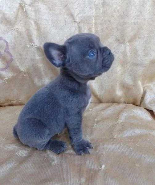  bouledogue bulldog francese meravigliosa | Foto 1