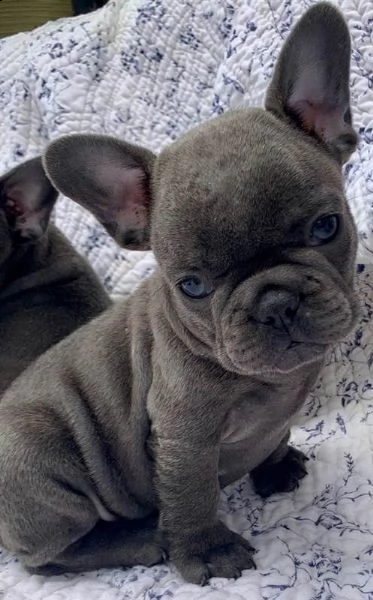  bouledogue bulldog francese meravigliosa | Foto 0