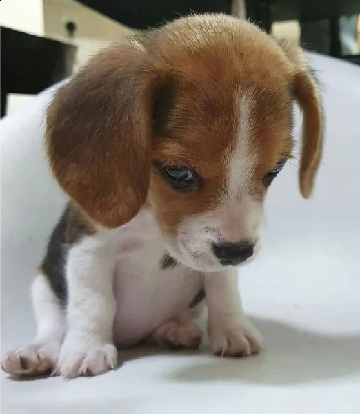 regalo beagle toy disponible...  | Foto 0