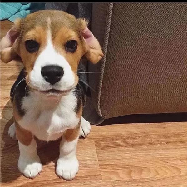 regalo beagle toy disponible... 