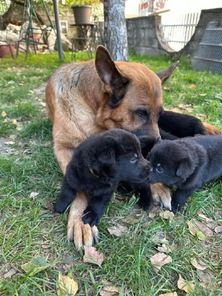 cuccioli di pastore tedesco nero  | Foto 3