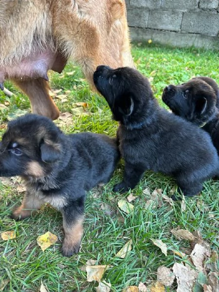 cuccioli di pastore tedesco nero  | Foto 0