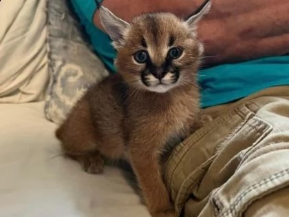 disponibili cuccioli di serval e caracal e savannah