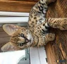 disponibili cuccioli di serval e caracal e savannah | Foto 0