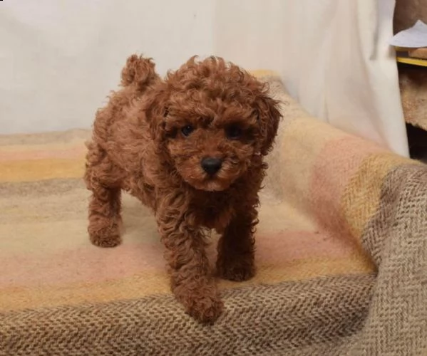 cuccioli di barboncino toy