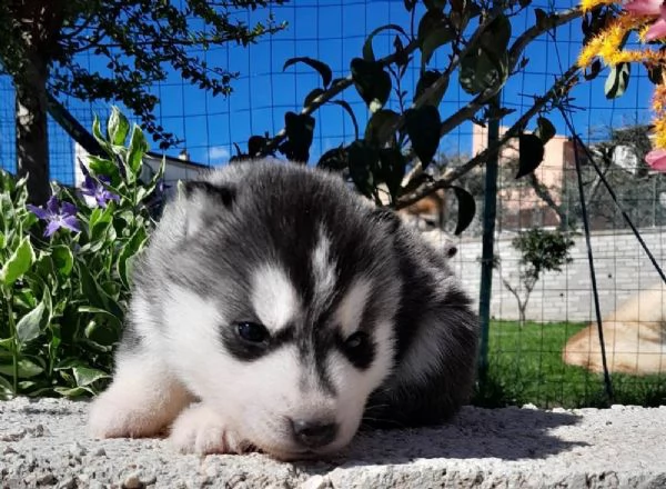 [at]!!$$ cuccioli siberian husky | Foto 1