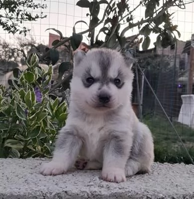 [at]!!$$ cuccioli siberian husky