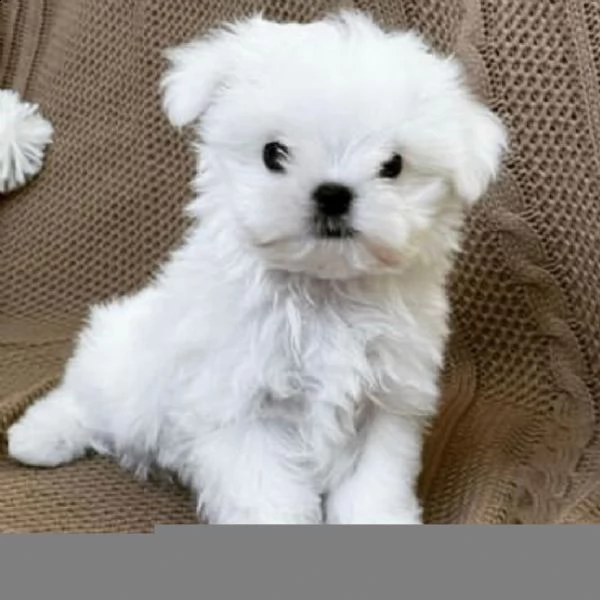 regalo  maltese mini toy/