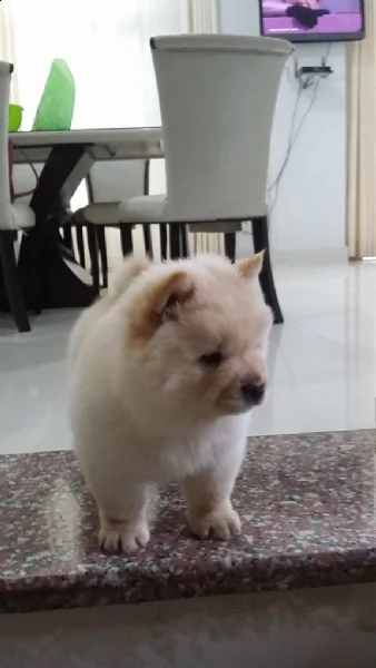bellissimi cuccioli di chow chow, | Foto 0