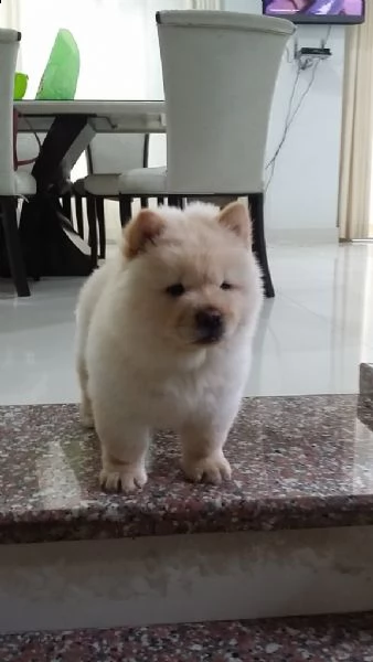 bellissimi cuccioli di chow chow,