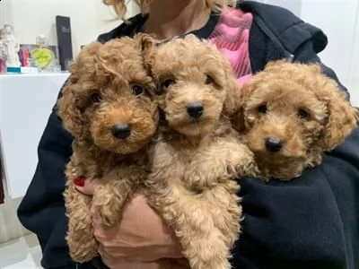 ![at][at]!!!  cuccioli di barboncino  ![at][at]!!!