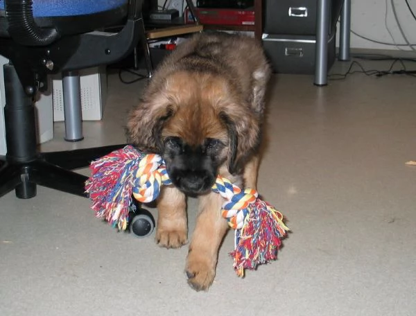 disponibili cuccioli di leonberger