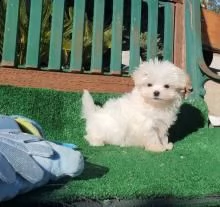 regalo maltese toy ........ | Foto 0