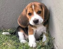 regalo beagle ........................mini | Foto 0