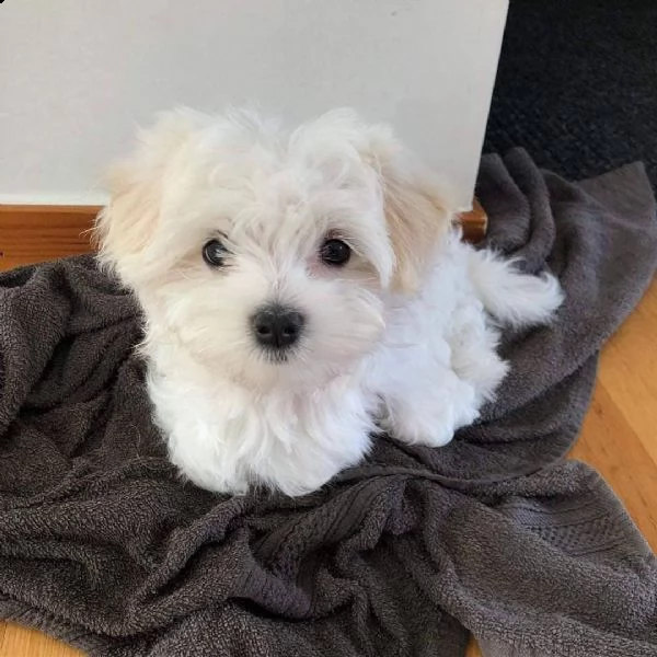 regalo maltese toy...... | Foto 0