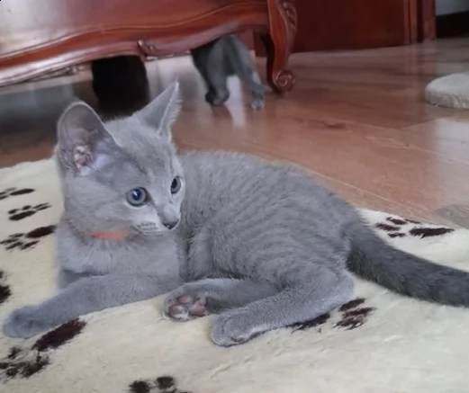 blue di russia gattino