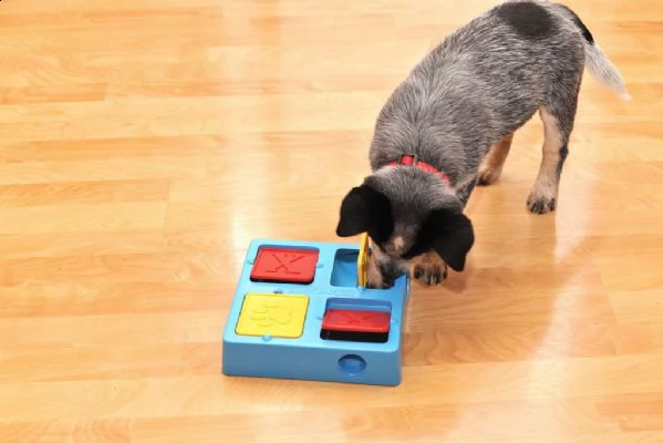 disponibili cuccioli australian cattle dog | Foto 0