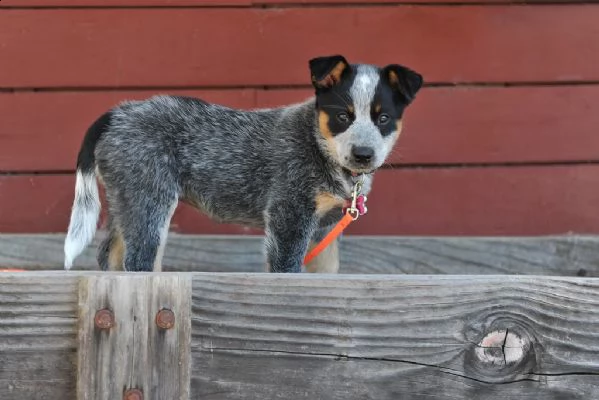disponibili cuccioli australian cattle dog