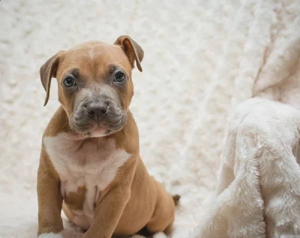 cuccioli di pitbull terrier | Foto 0