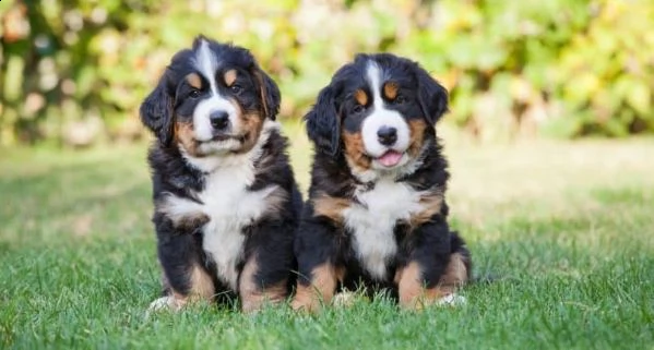 simpatici cuccioli di montagna bernese 