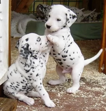 regalo cuccioli di dalmata femminucce e maschietti 