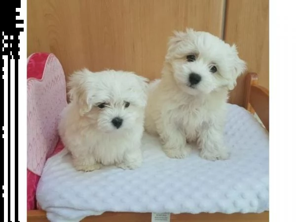 pura razza cuccioli di micro maltese per adozione