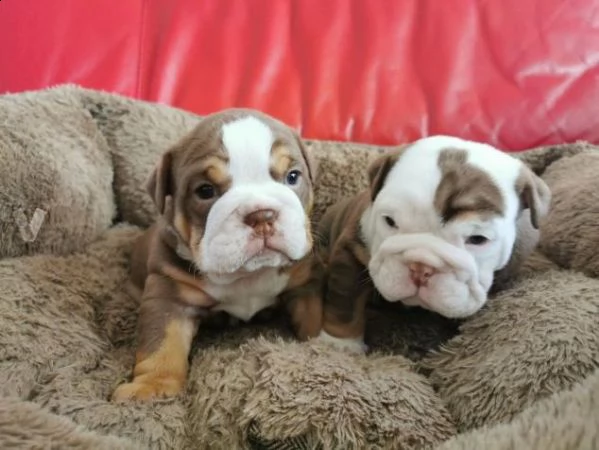 regalo disponibili cuccioli di bouledogue inglese.